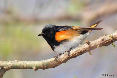 Observación de aves en Beaver Lake