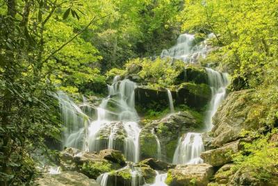 Caminata guiada en cascada con un experto naturalista.