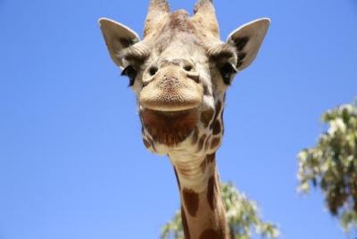 Billete de entrada estándar al Zoo de Melbourne