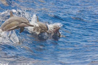 Crucero de observación de vida silvestre por la tarde desde Waiko