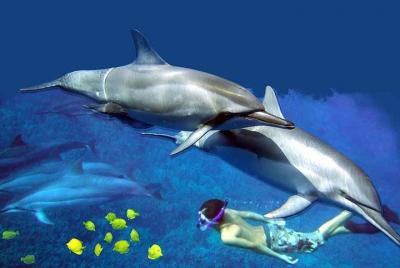 Excursión en Kona Shore: Wild Dolphin - Arrecifes - Cuevas del ma