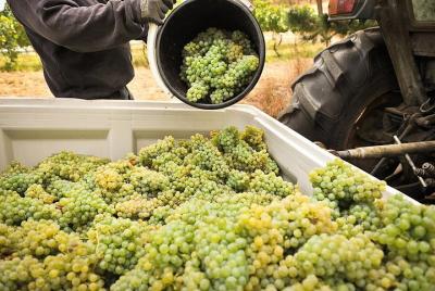 Bodegas Adelaide Hills y Hahndorf Bodegas Adelaide Hills y Hahndorf