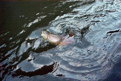 Alquiler: Balsa de remo de pesca de 1 día y 12  Alquiler: Balsa de remo de pesca de 1 día y 12 '+ remolque (bola de 2