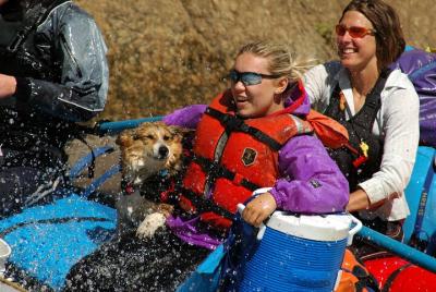 Medio día por el río Arkansas - Royal Gorge Rafting Trip