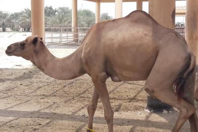 Tour de turismo en Bahréin - Tour privado - Viaje con estilo