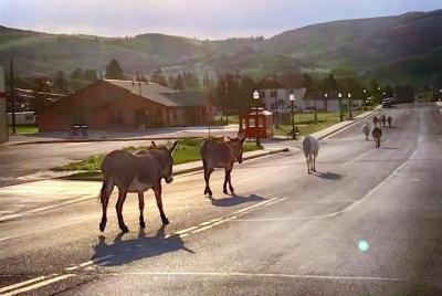 Gold Belt Scenic Byway Jeep Tour desde Cañon City Gold Belt Scenic Byway Jeep Tour desde Cañon City