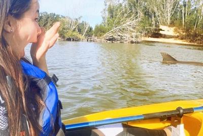 Encuentro con manatíes en kayak a lo largo de Florida por el río 