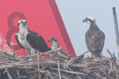 Birding By Boat on the Osprey Birding By Boat on the Osprey