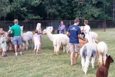 Evite las colas: boleto de visita a la granja de alpacas en Adair