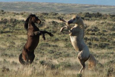 Tour privado del Mustang salvaje de Red Canyon Tour privado del Mustang salvaje de Red Canyon
