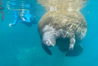 Excursión de esnórquel al manatí desde el American Pro Diving Cen