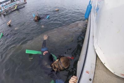 Excursión de buceo de superficie con manatíes en Crystal River