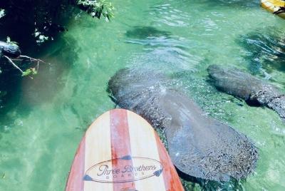 Stand Up Paddle Boarding o Tour en kayak en Blue Springs
