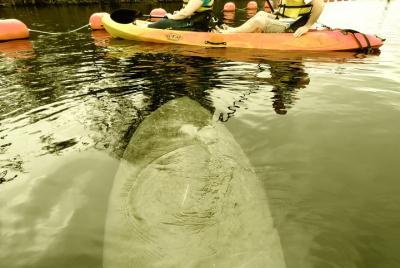 Paseos guiados en kayak por el manatí a través de Blue Spring, St
