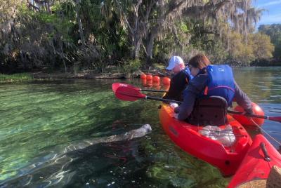 Recorrido en kayak con manatíes en Blue Springs State Park