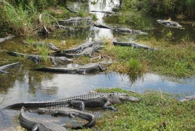 Tour privado de 4 horas por Everglades desde Miami Dade Tour privado de 4 horas por Everglades desde Miami Dade