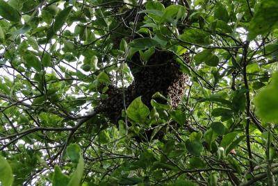 Honeybee Apiary Tour y degustación de miel