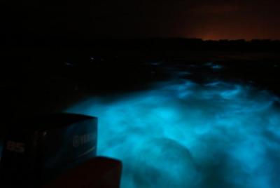 Luminous Lagoon-Night Tour (Falmouth, Ocho Rios o Montego) Luminous Lagoon-Night Tour (Falmouth, Ocho Rios o Montego)