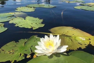 Excursión en kayak por los pantanos de Door County Excursión en kayak por los pantanos de Door County