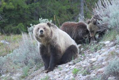 Parque Nacional Grand Teton: tour guiado de día completo desde Ja