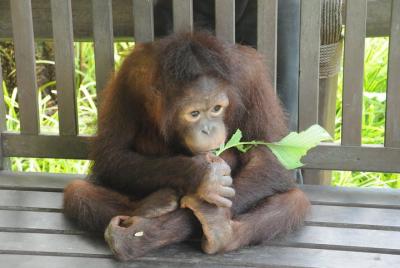Parque de vida silvestre Lok Kawi