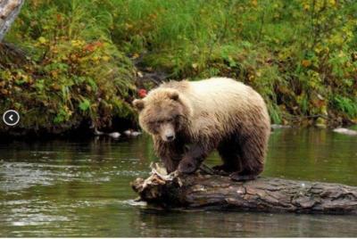 Icy Strait Shore Excursion: ¡Vamos a cazar osos!