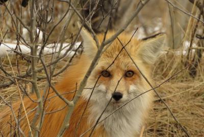 Parque Nacional Grand Teton - Visita guiada al atardecer desde Ja