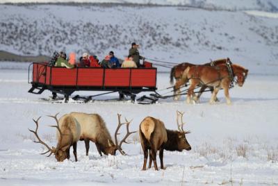 Excursión de día de invierno al Grand Teton y al refugio nacional