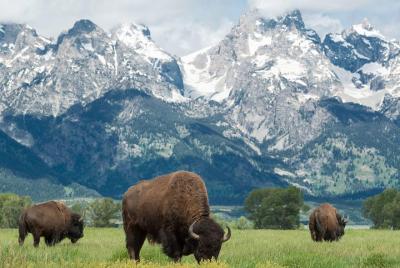 Visita turística guiada de día completo del Parque Nacional Grand
