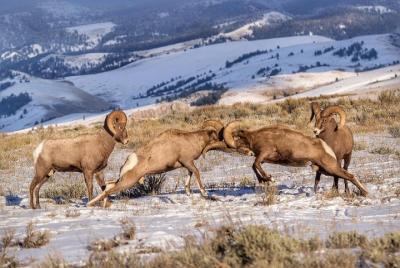 Tour al Grand Teton y al petroglifo nativo americano