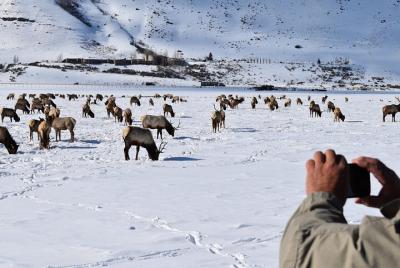 Tour privado de vida silvestre en el Parque Nacional Teton y Elk 