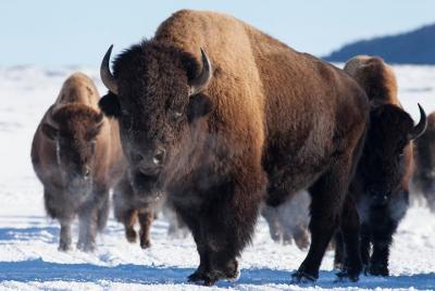 Lo mejor de Jackson Hole Wildlife Private Safari Tour