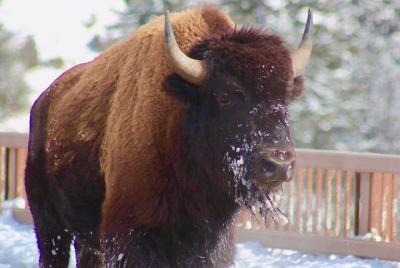 Excursión de 2 días Parque Nacional de Yellowstone desde Jackson 