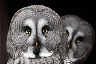 Tour privado al atardecer del Parque Nacional Grand Teton