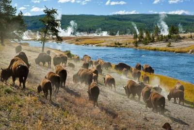 Tour privado de 6 días a Yellowstone y Grand Teton desde Jackson