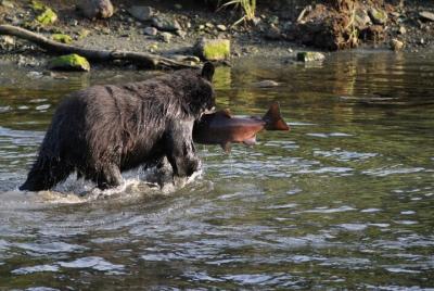 Lugares turísticos en Ketchikan  Cosas que hacer en Ketchikan  497955047