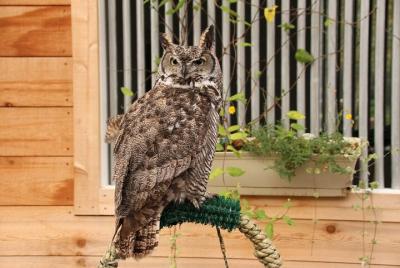 Águilas, rapaces y experiencia en la selva tropical - Ketchikan, 