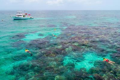 Tour de snorkel en Key Largo: alquiler de máscara, aletas y chale Tour de snorkel en Key Largo: alquiler de máscara, aletas y chale