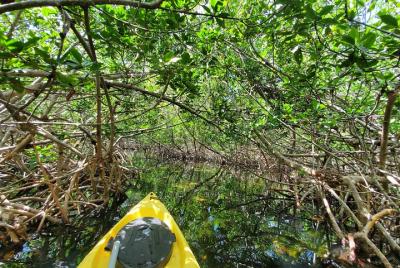 Recorrido en kayak por el laberinto de manglares desde Key West Recorrido en kayak por el laberinto de manglares desde Key West