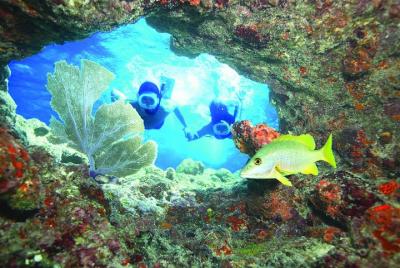 Aventura de esnórquel en arrecifes de coral vivos en Cayo Hueso Aventura de esnórquel en arrecifes de coral vivos en Cayo Hueso