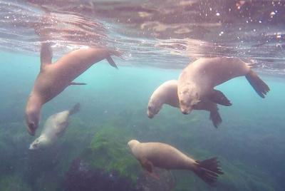 Paquete de snorkel todo el día con alquiler de traje de neopreno Paquete de snorkel todo el día con alquiler de traje de neopreno