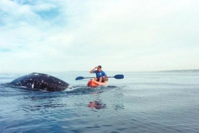 Aventura en kayak para el avistamiento de ballenas en La Jolla Aventura en kayak para el avistamiento de ballenas en La Jolla