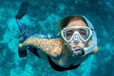 Aventura de snorkel en La Jolla Aventura de snorkel en La Jolla