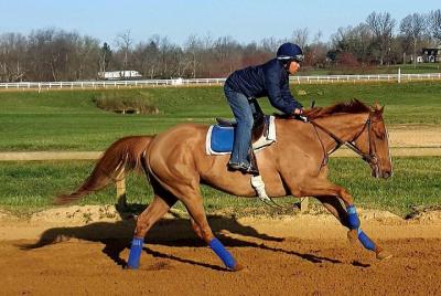 Detrás de las escenas Thoroughbred Tour Detrás de las escenas Thoroughbred Tour