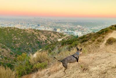 Tour privado de 3 horas al atardecer por Hollywood