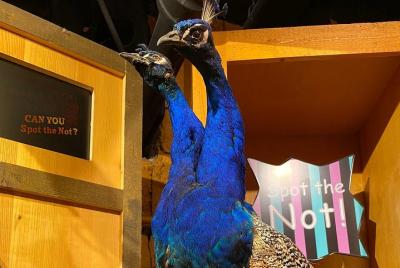 ¡De ripley, creálo o no! Boleto de adulto