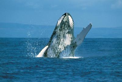 2 horas de observación de ballenas