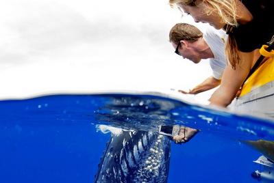 Aventura de avistamiento de ballenas en grupos pequeños de Maui a