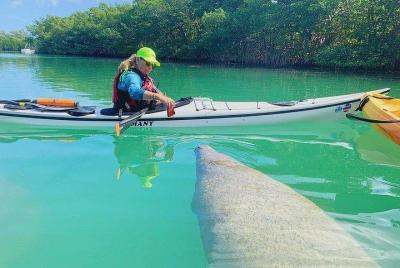 Manatee Foto Safari: Miami en Kayak y Paddleboard (tabla de paddl Manatee Foto Safari: Miami en Kayak y Paddleboard (tabla de paddl