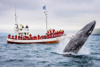 Avistamiento de ballenas en Dalvik Avistamiento de ballenas en Dalvik